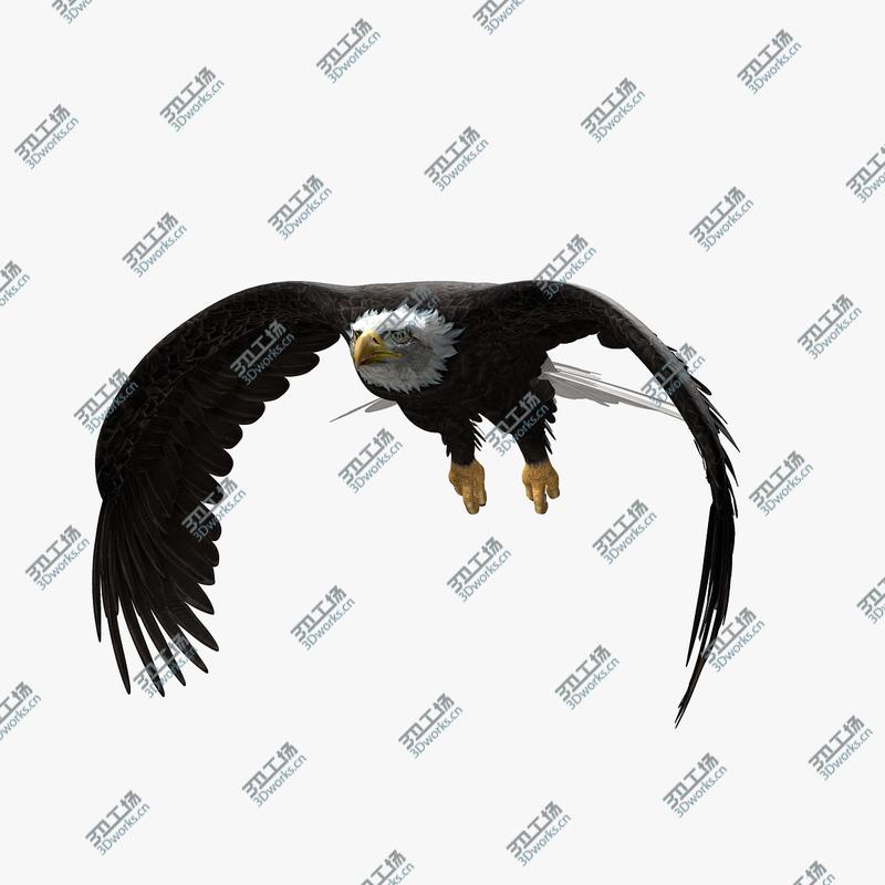 images/goods_img/20210113/American Bald Eagle (ANIMATED)/5.jpg